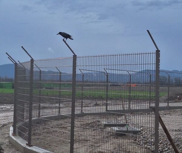 Črna vrana na ograji gradbišča